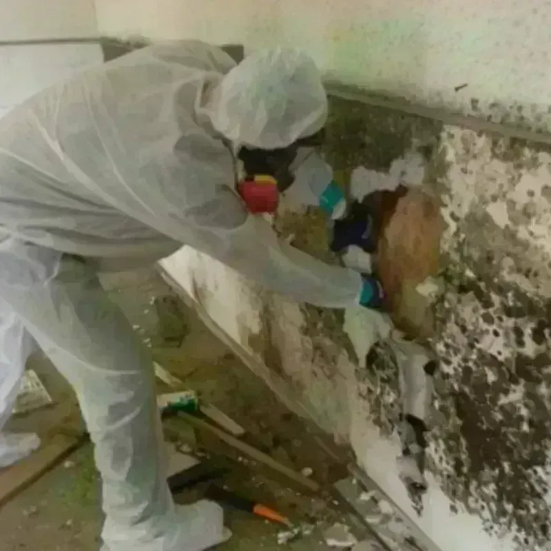 Mold Remediation and Removal in The Hills, TX